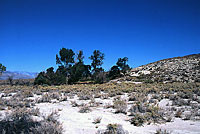 Mohave Patch-nosed Snake Habitat