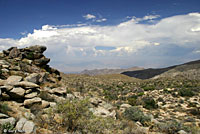 Common Chuckwalla Habitat