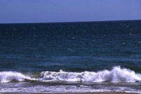 Yellow-bellied seasnake Habitat