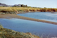 Sonoran Gopher Snake Habitat