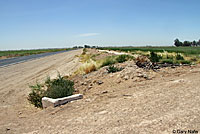 Sonoran Gopher Snake Habitat