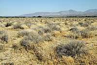 Sonoran Gopher Snake Habitat