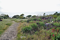 Pacific Gopher Snake Habitat