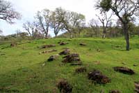 Pacific Gopher Snake Habitat