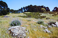 Skilton's Skink Habitat