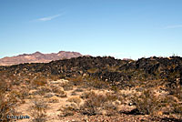 California Lyresnake Habitat