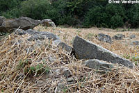 Rosy Boa Habitat