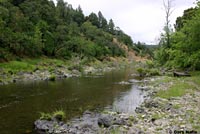 Oregon Gartersnake Habitat