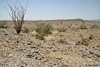 Sonoran Gopher Snake Habitat