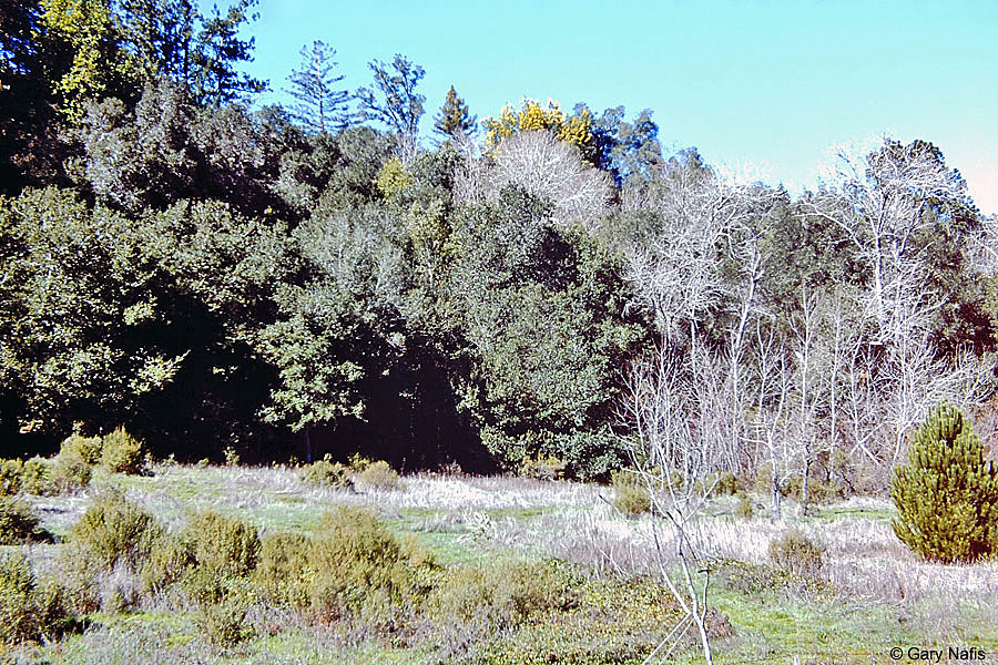 Forest Sharp-tailed Snake Habitat