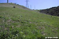 San Diego Gopher Snake Habitat