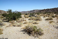 Desert Patch-nosed Snake Habitat