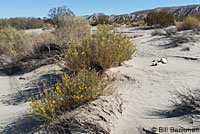 Desert Patch-nosed Snake Habitat