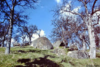 Sierra Mountain Kingsnake Habitat