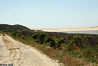 Coast Gartersnake Habitat