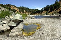 Oregon Gartersnake Habitat