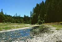 Oregon Gartersnake Habitat