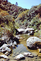 Northwestern Fence Lizard Habitat