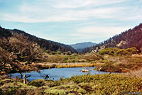 Santa Cruz Gartersnake Habitat