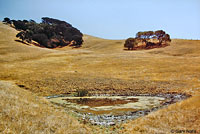 California Red-legged Frog Habitat