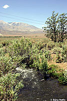 Sierra Gartersnake Habitat