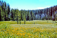 Mountain Gartersnake Habitat