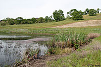 Mountain Gartersnake Habitat