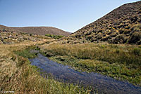 Wandering Gartersnake Habitat