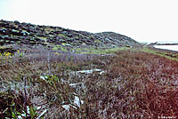 Mountain Gartersnake Habitat