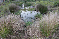 Coast Gartersnake Habitat