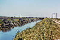 American Bullfrog Habitat