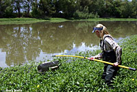 Giant Gartersnake hunt