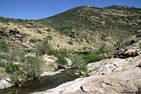 Two-striped Gartersnake Habitat