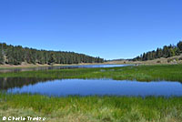 Two-striped Gartersnake Habitat