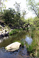 Two-striped Gartersnake Habitat