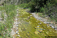 Two-striped Gartersnake Habitat