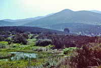 Two-striped Gartersnake Habitat