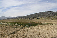 Two-striped Gartersnake Habitat