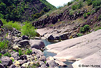 Two-striped Gartersnake Habitat