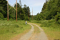 Northwestern Alligator Lizard Habitat