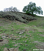 Western Black-headed Snake Habitat