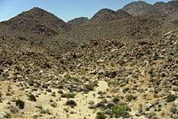 Western Black-headed Snake Habitat