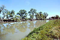 Giant Gartersnake Habitat