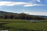 Valley Gartersnake Habitat