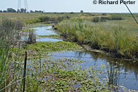 Valley Gartersnake Habitat