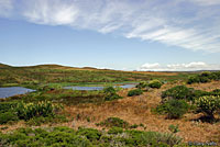 California Red-sided Gartersnake Habitat