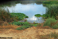 California Red-sided Gartersnake Habitat