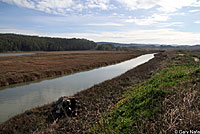 San Francisco Gartersnake Habitat