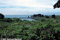 San Francisco Gartersnake Habitat