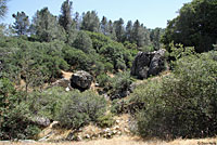 Sierra Mountain Kingsnake Habitat